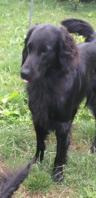 Flat coated retriever Strike billede 1