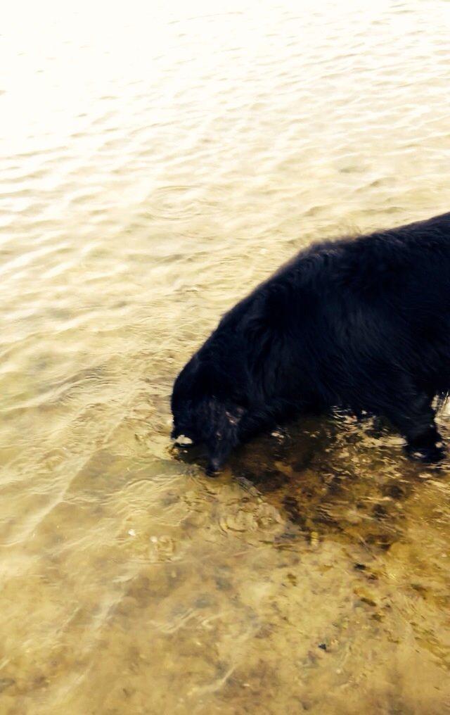 Flat coated retriever Strike billede 2