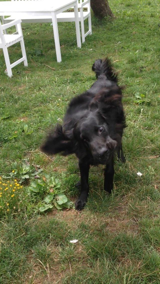 Flat coated retriever Strike billede 3