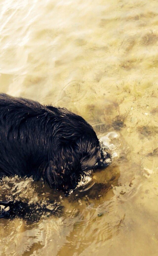 Flat coated retriever Strike billede 4