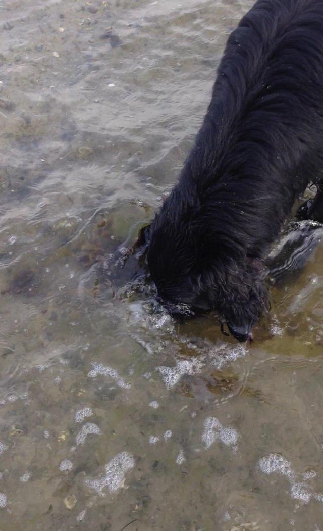 Flat coated retriever Strike billede 5