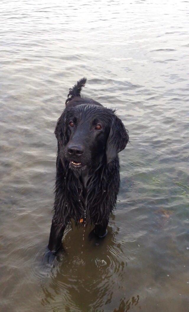 Flat coated retriever Strike billede 6