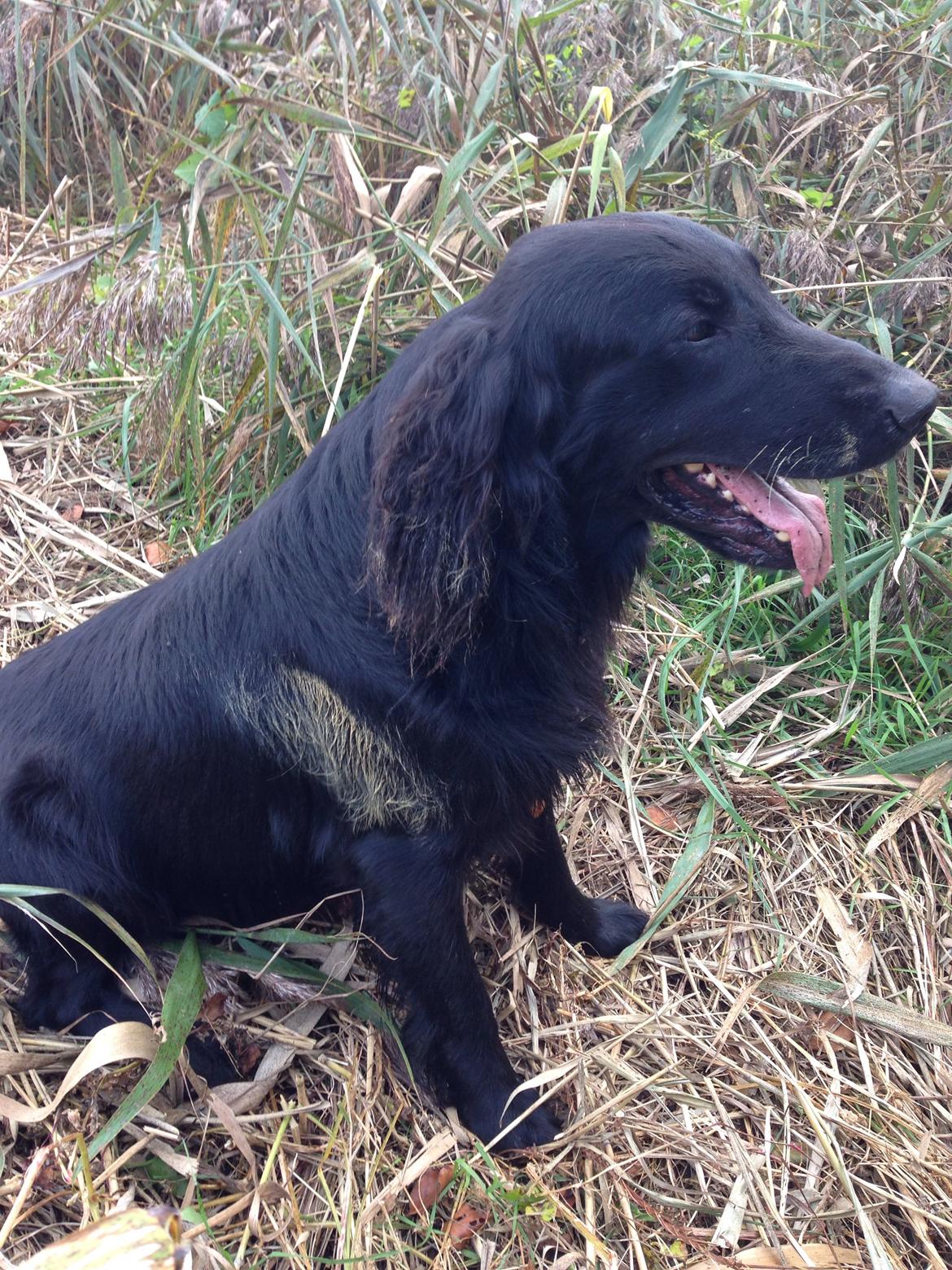 Flat coated retriever Strike billede 7