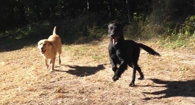 Flat coated retriever Billie Jean (Billie) billede 21