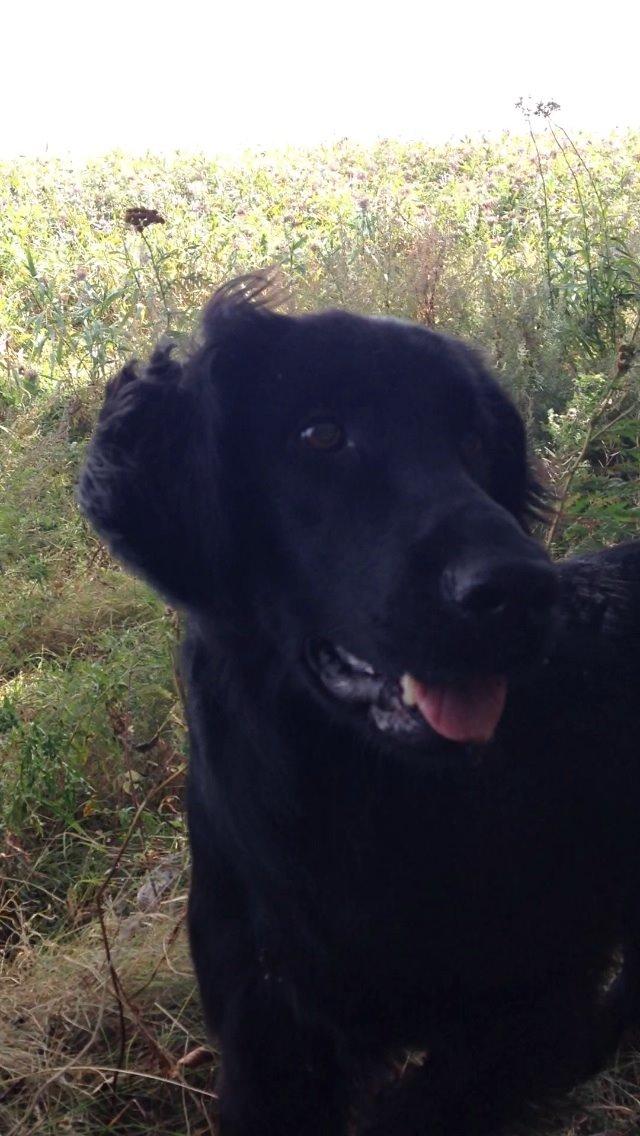 Flat coated retriever Billie Jean (Billie) billede 9