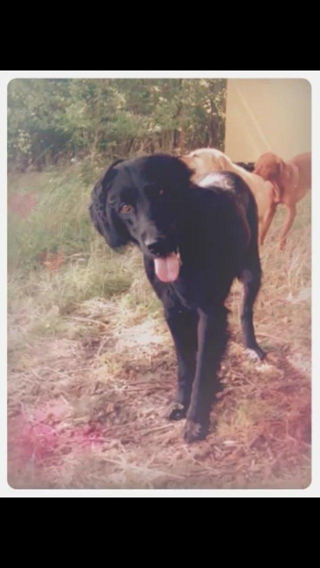 Flat coated retriever Billie Jean (Billie) billede 12