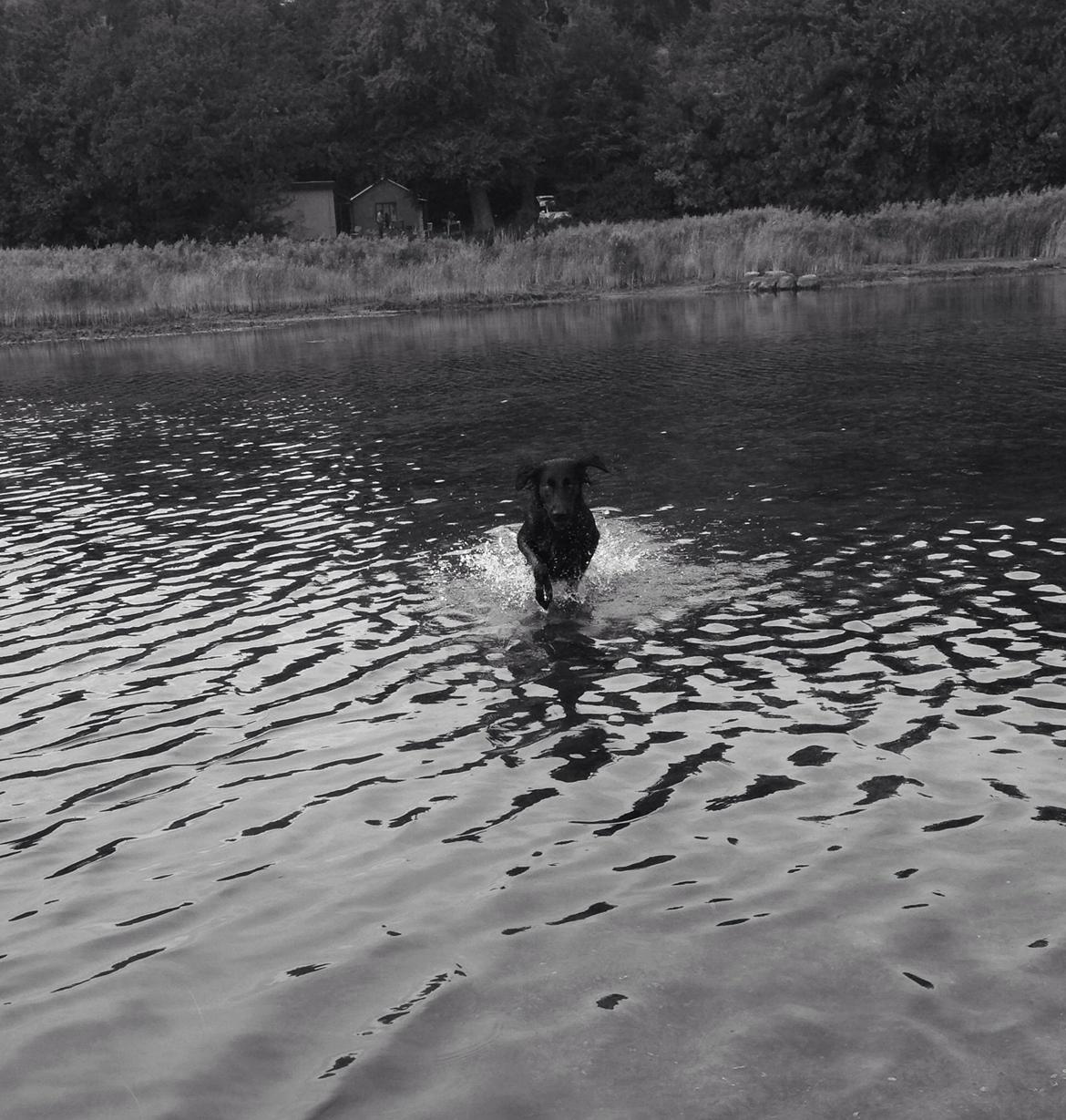 Flat coated retriever Billie Jean (Billie) billede 17