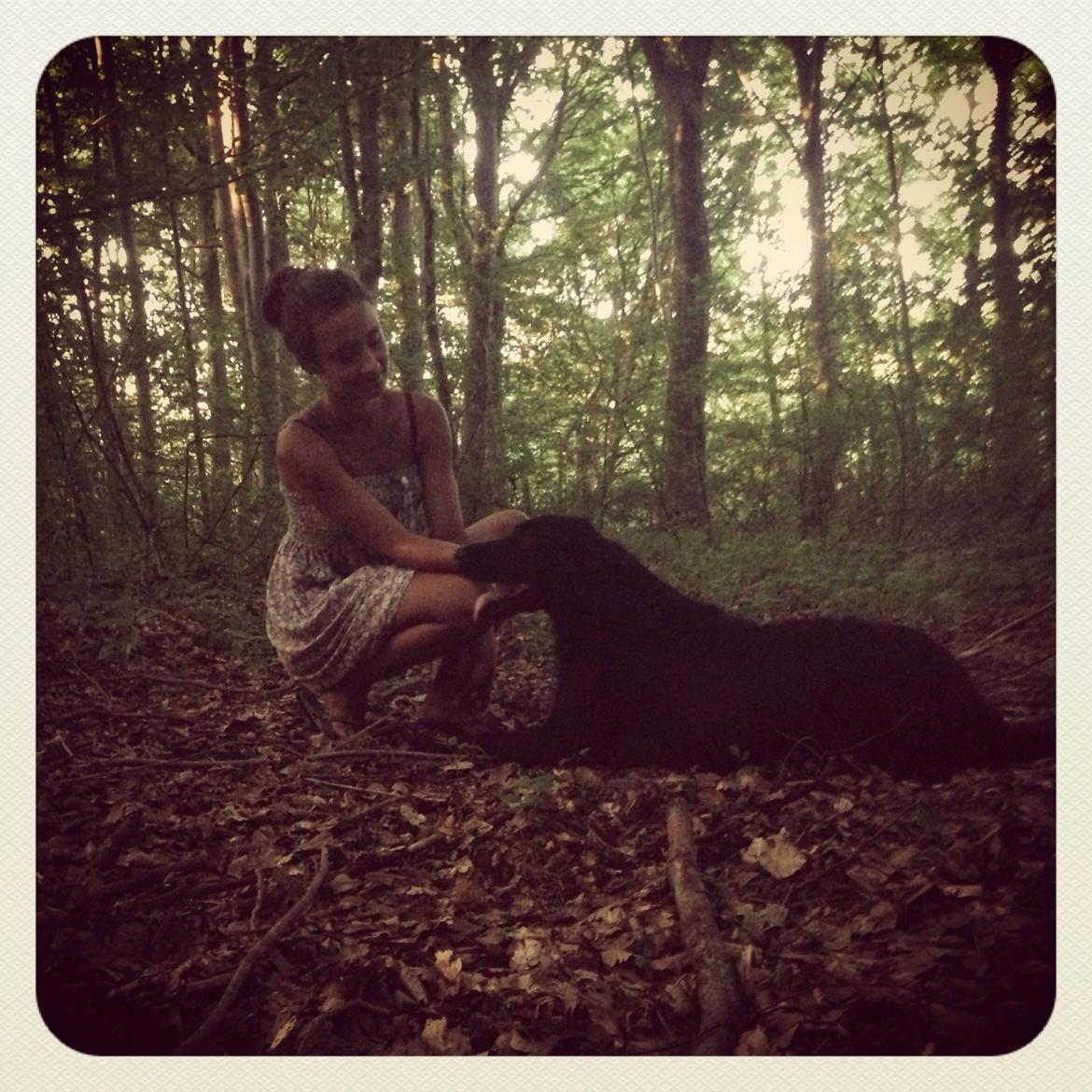 Flat coated retriever Billie Jean (Billie) billede 24