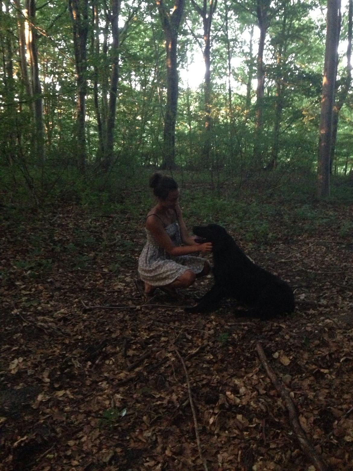 Flat coated retriever Billie Jean (Billie) billede 6