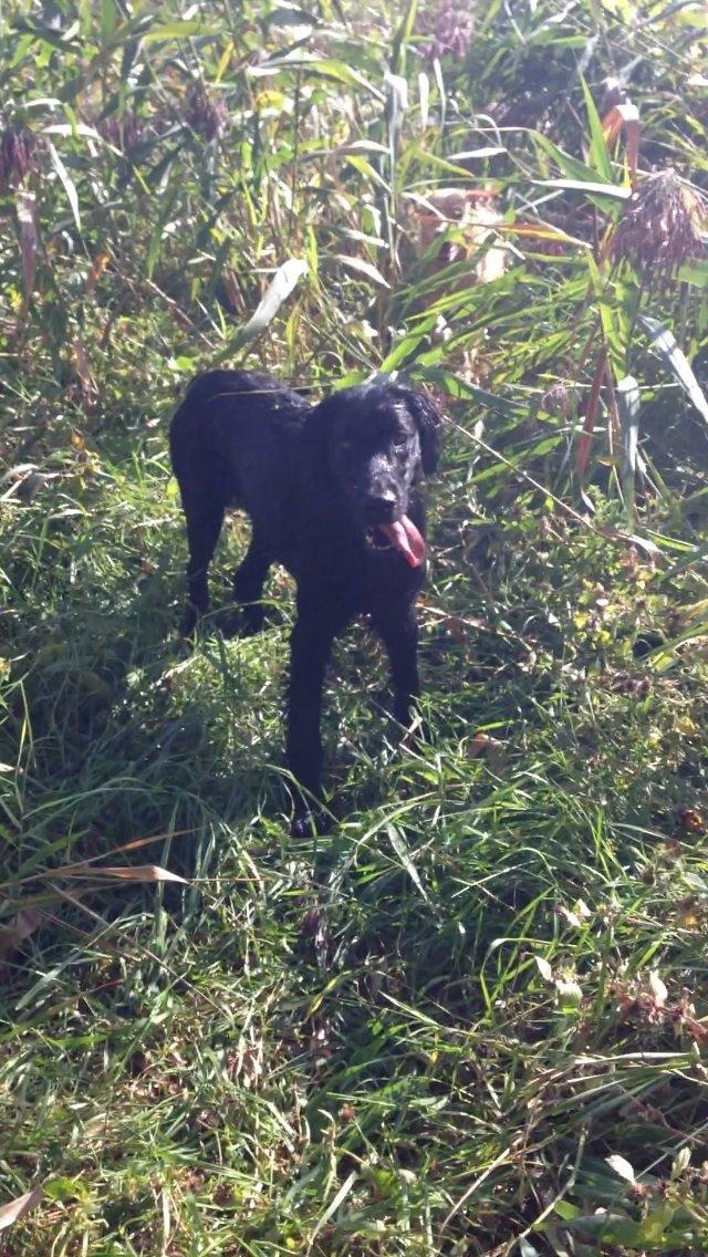 Flat coated retriever Billie Jean (Billie) billede 3