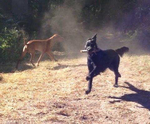 Flat coated retriever Billie Jean (Billie) billede 10