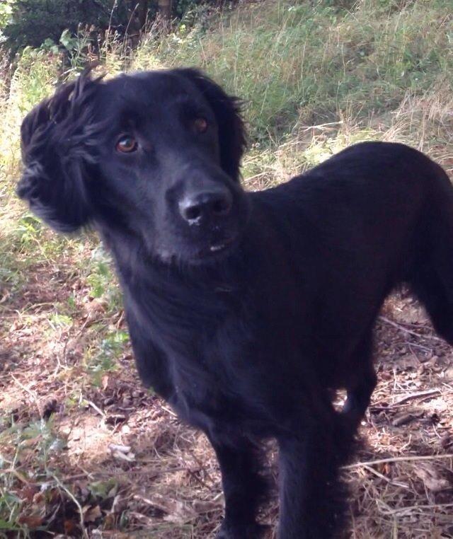 Flat coated retriever Billie Jean (Billie) billede 11