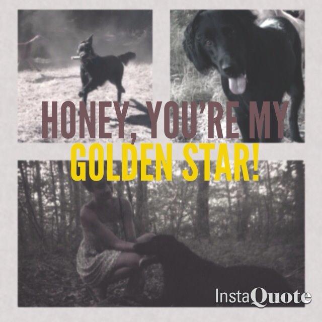 Flat coated retriever Billie Jean (Billie) billede 14