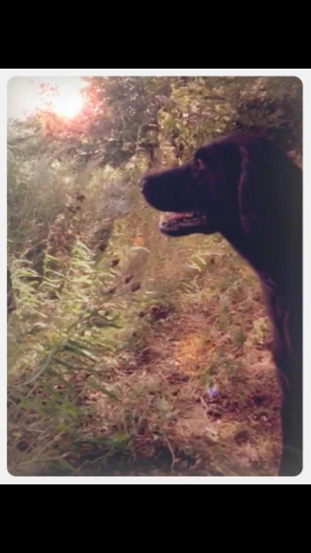 Flat coated retriever Billie Jean (Billie) billede 15