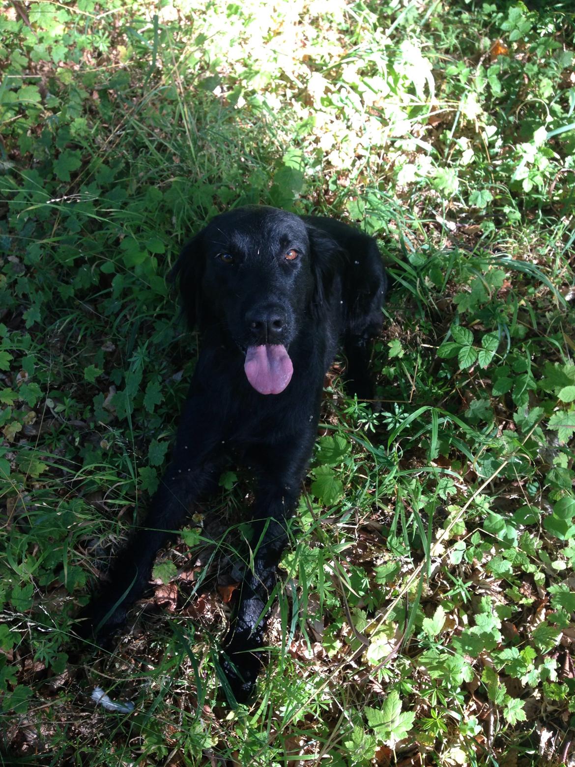 Flat coated retriever Billie Jean (Billie) billede 20