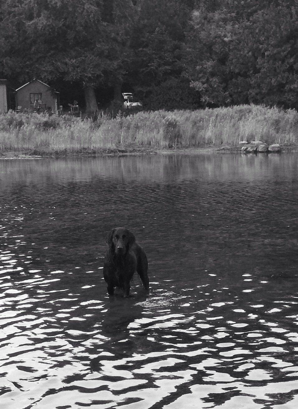 Flat coated retriever Billie Jean (Billie) billede 22