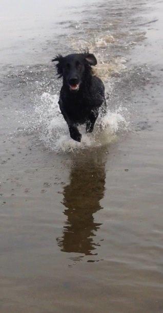 Flat coated retriever Billie Jean (Billie) billede 23