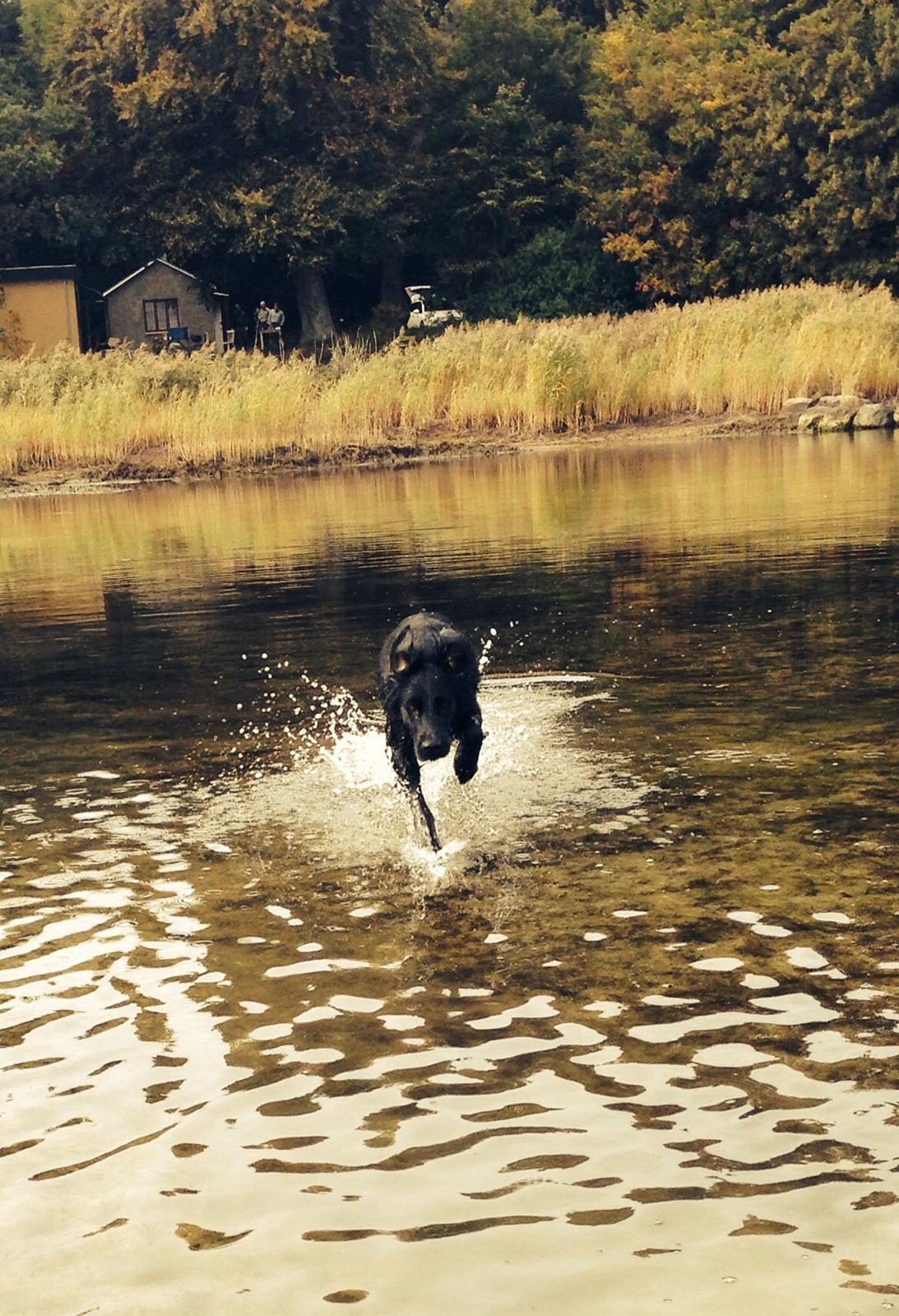 Flat coated retriever Billie Jean (Billie) billede 25