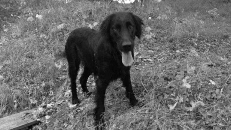 Flat coated retriever Billie Jean (Billie) billede 26