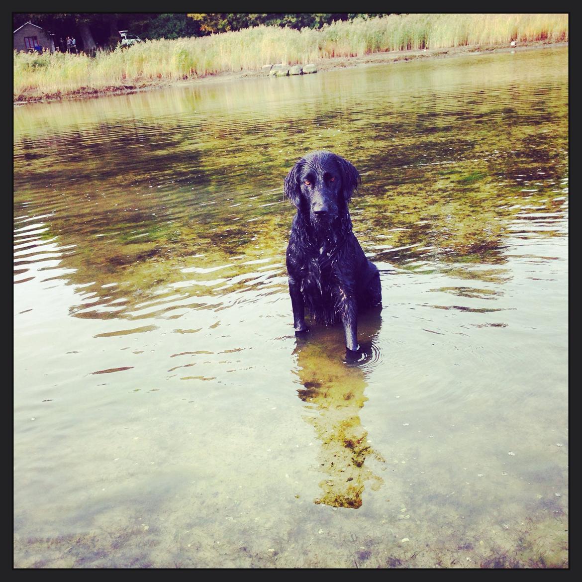 Flat coated retriever Billie Jean (Billie) billede 2