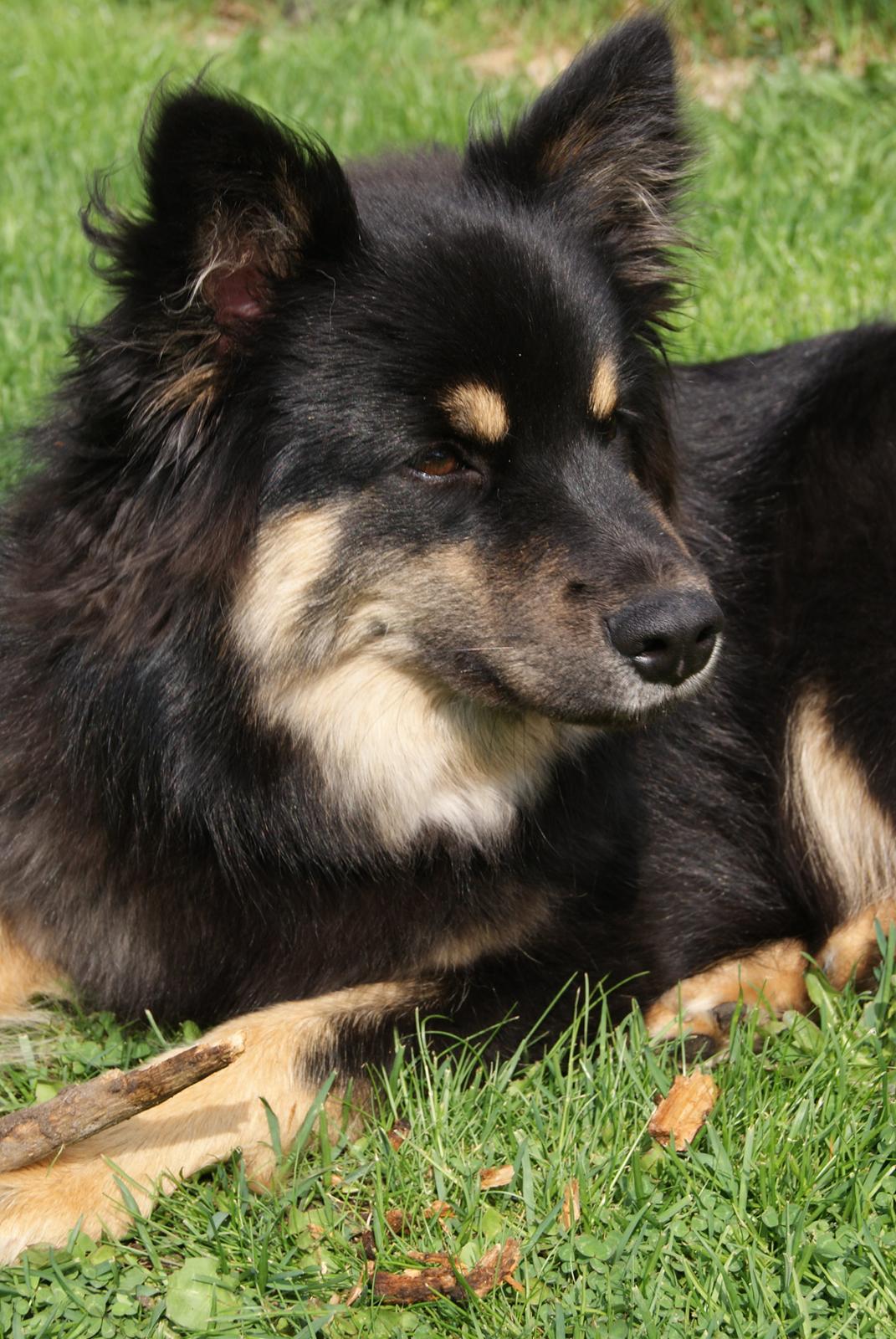 Finsk lapphund Kello Ayla billede 35