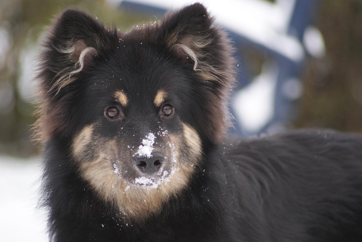 Finsk lapphund Kello Ayla - Et ægte lapphunde vejr :)  billede 36