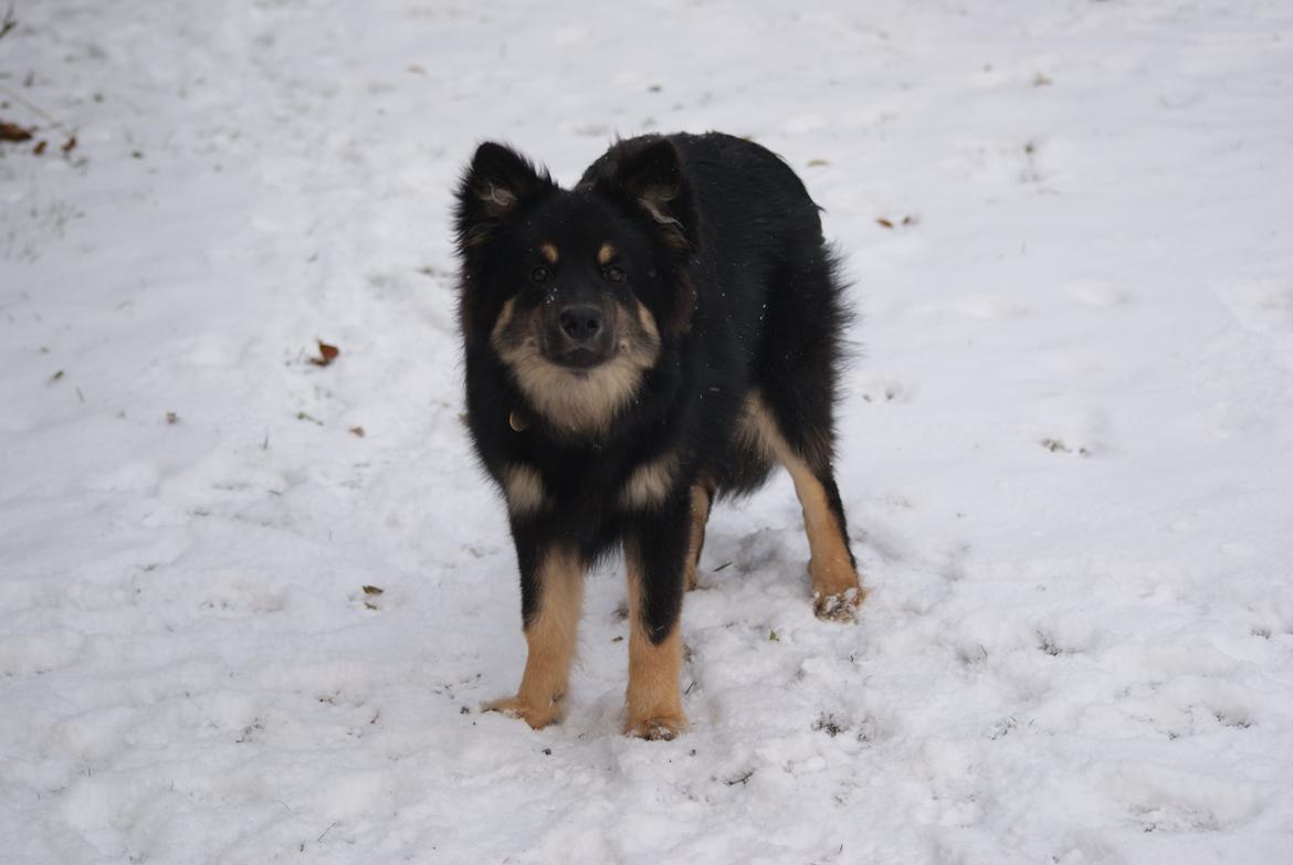 Finsk lapphund Kello Ayla billede 19