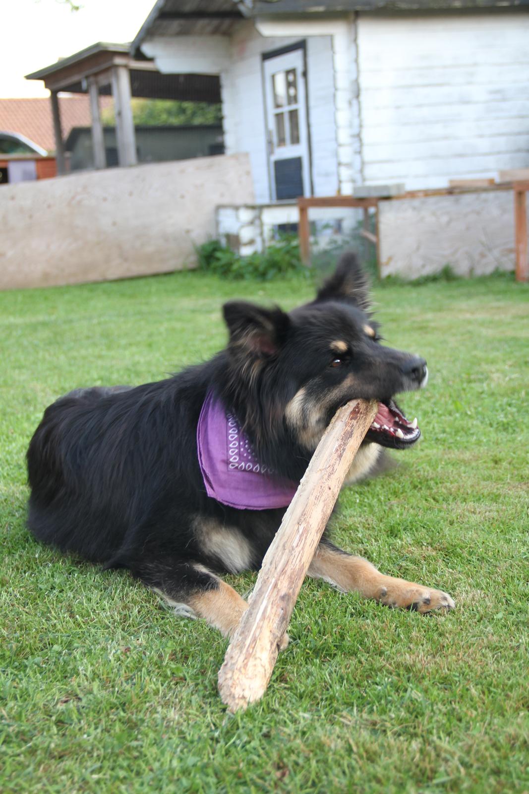 Finsk lapphund Kello Ayla - Og dette kan man få nogle sjove timer til at gå med! :)  billede 37