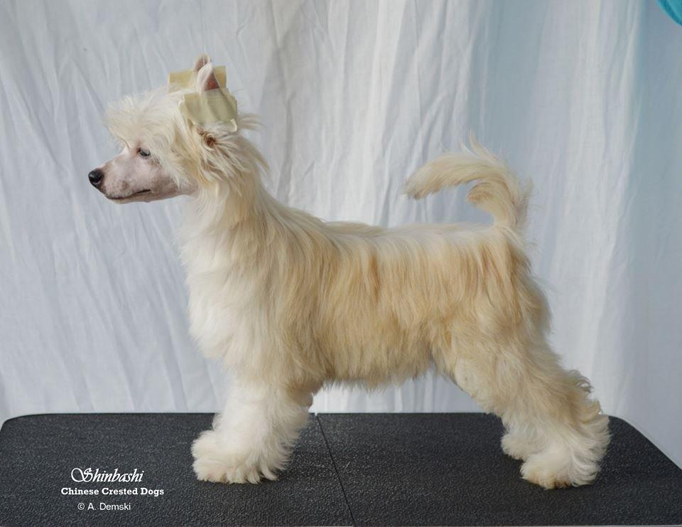 Chinese crested powder puff * LEXIE * - 11 uger billede 7