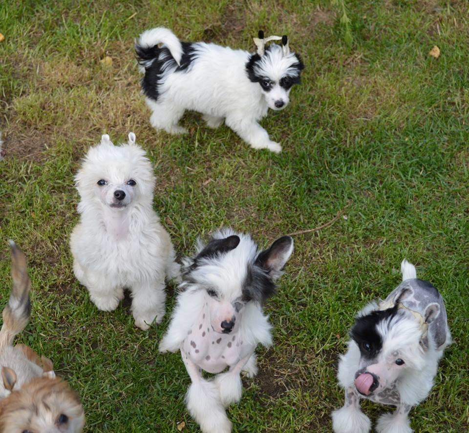 Chinese crested powder puff * LEXIE * billede 11