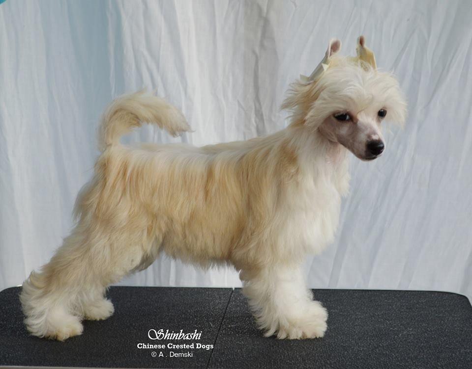 Chinese crested powder puff * LEXIE * - 11 uger billede 8