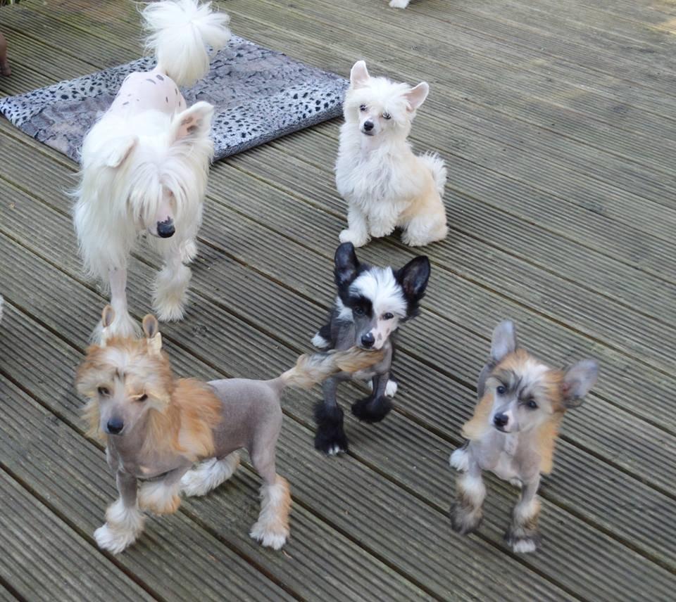 Chinese crested powder puff * LEXIE * - Lexie og hendes søskende billede 9