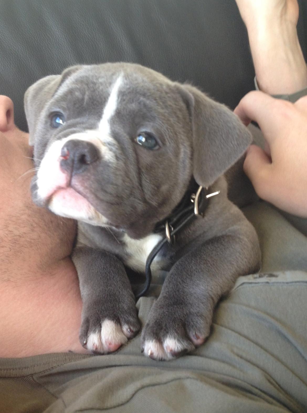 Olde english bulldogge GroovyBulls Marylin Monroe (Amiee) billede 5