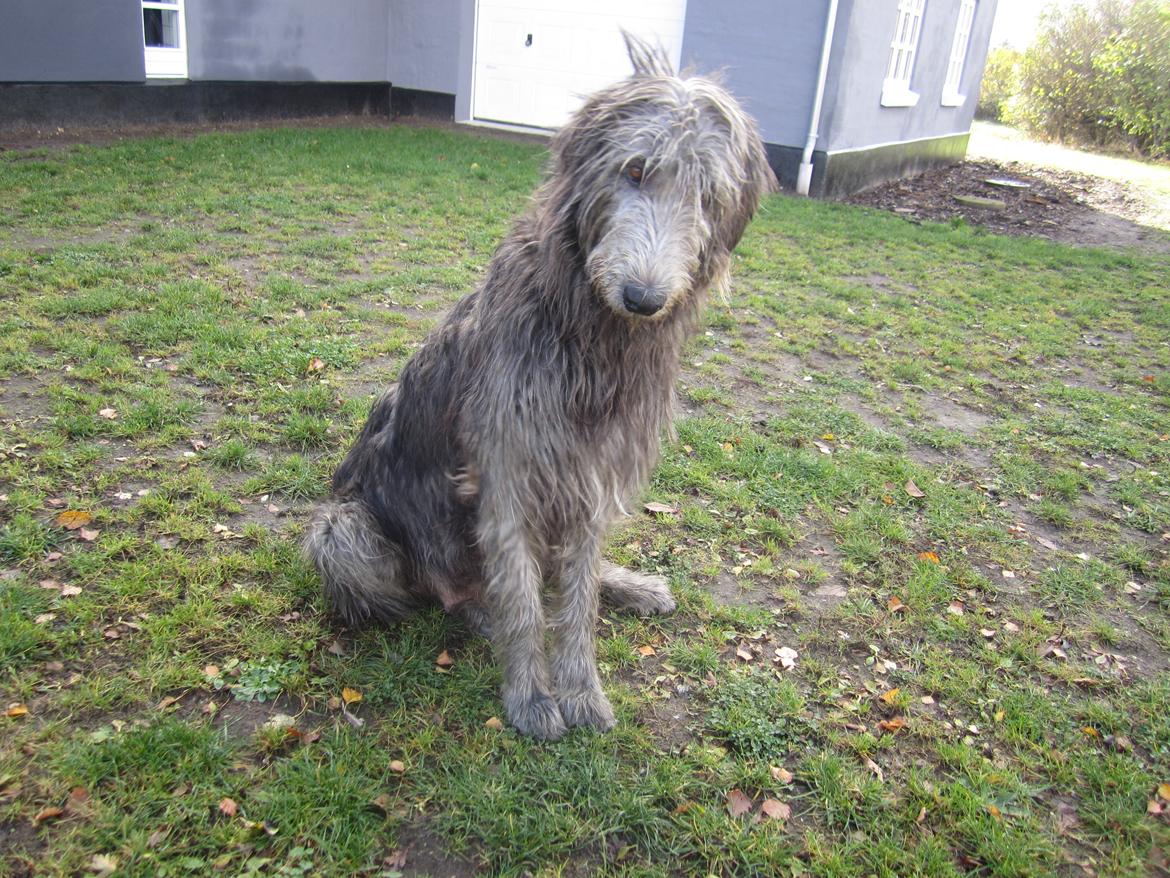 Irsk ulvehund Hera billede 2