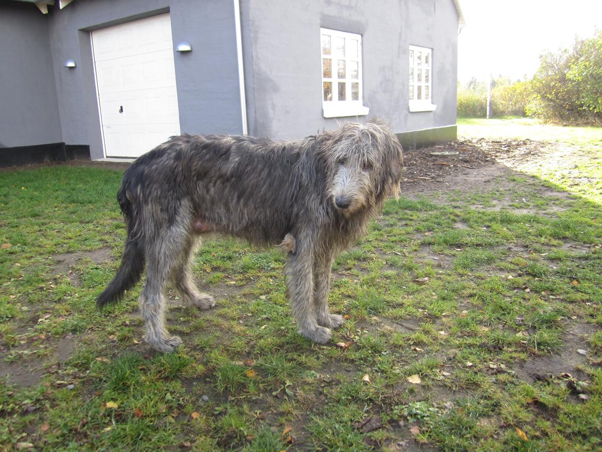 Irsk ulvehund Hera billede 3