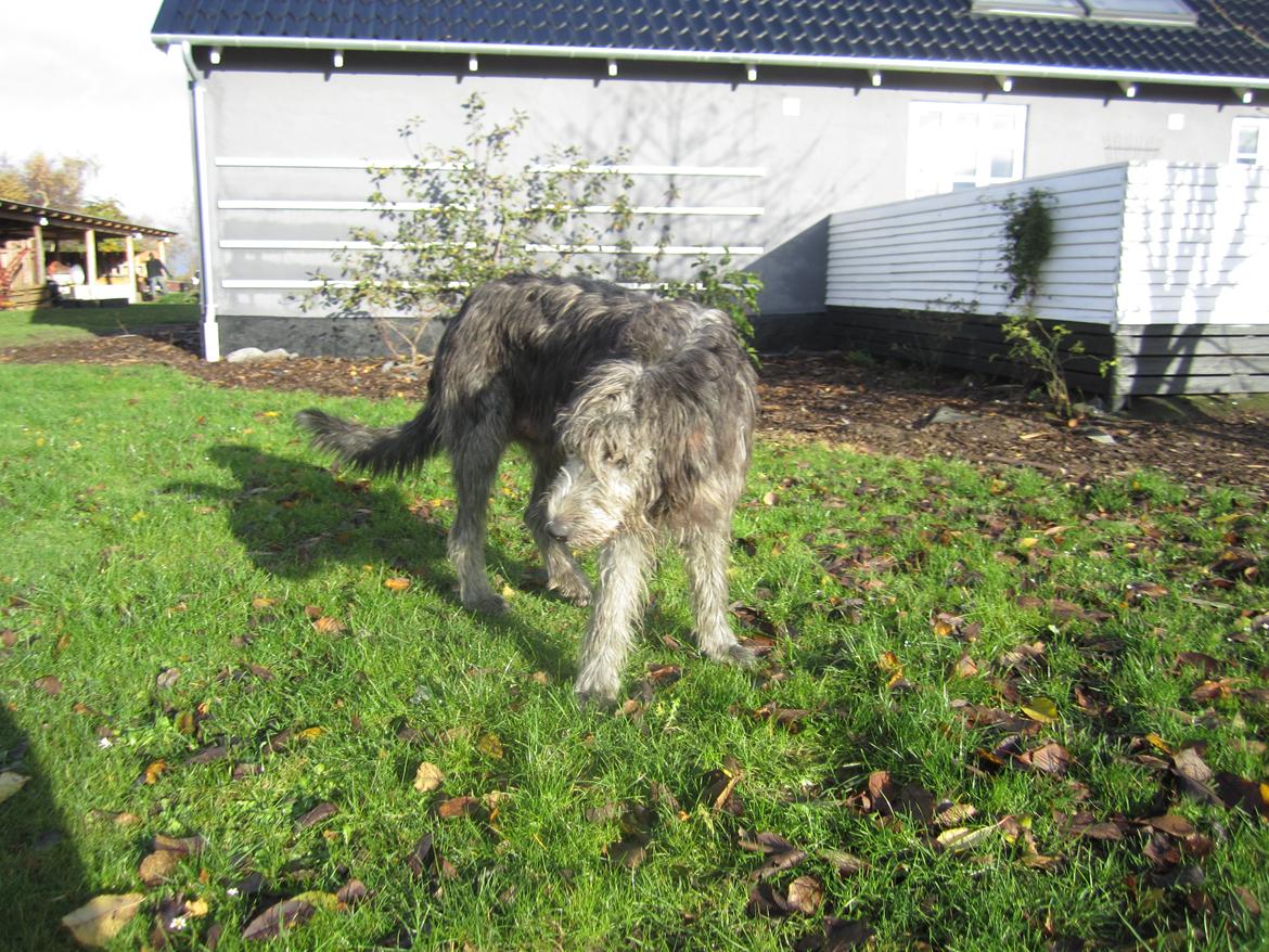 Irsk ulvehund Hera billede 4