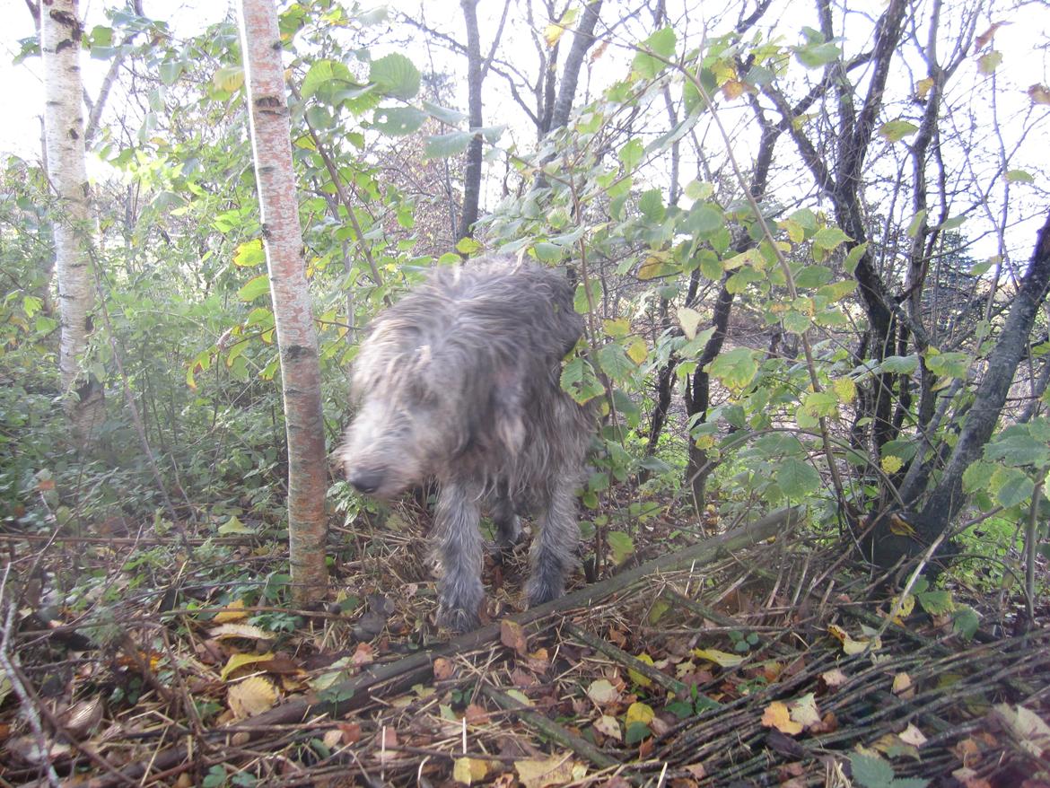 Irsk ulvehund Hera billede 5