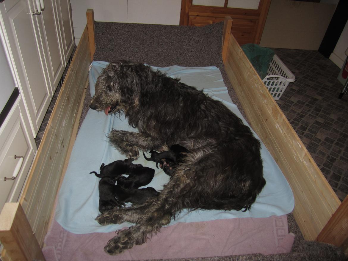 Irsk ulvehund Hera billede 1