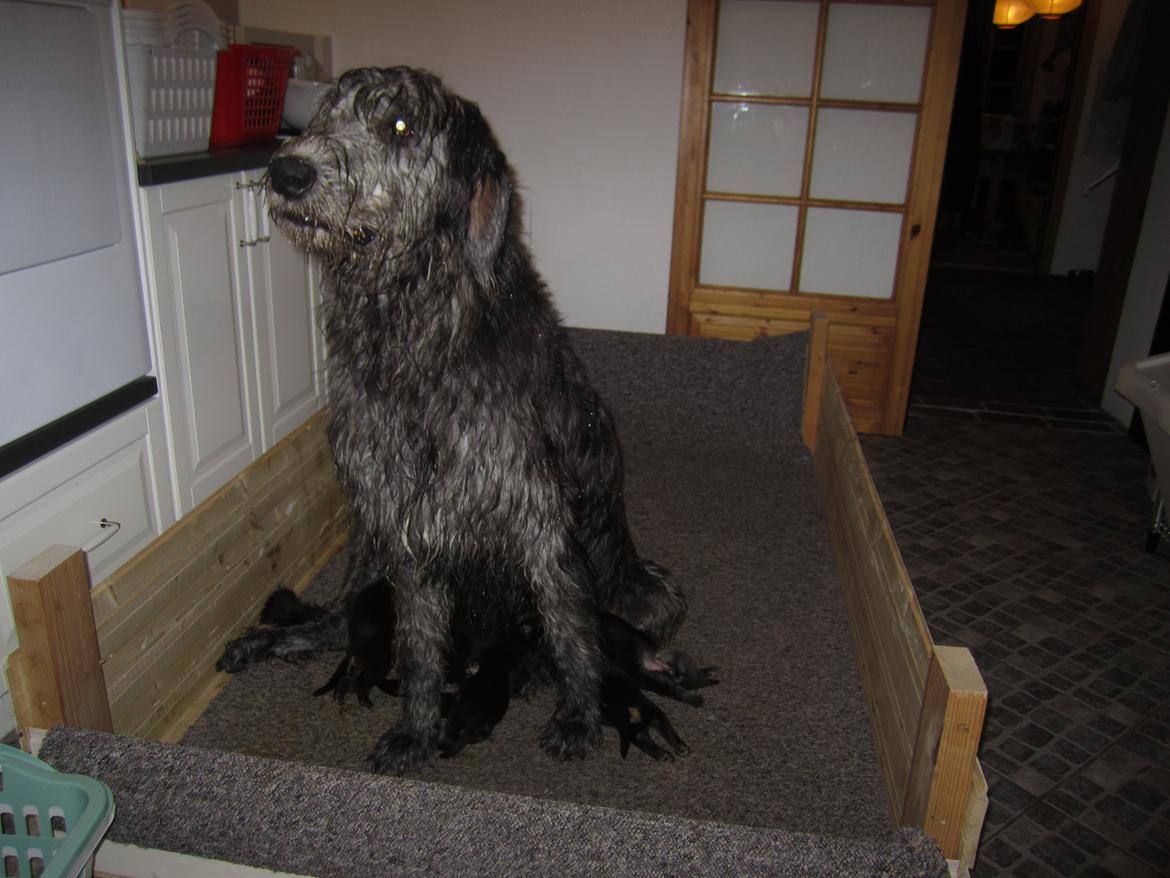 Irsk ulvehund Hera billede 6