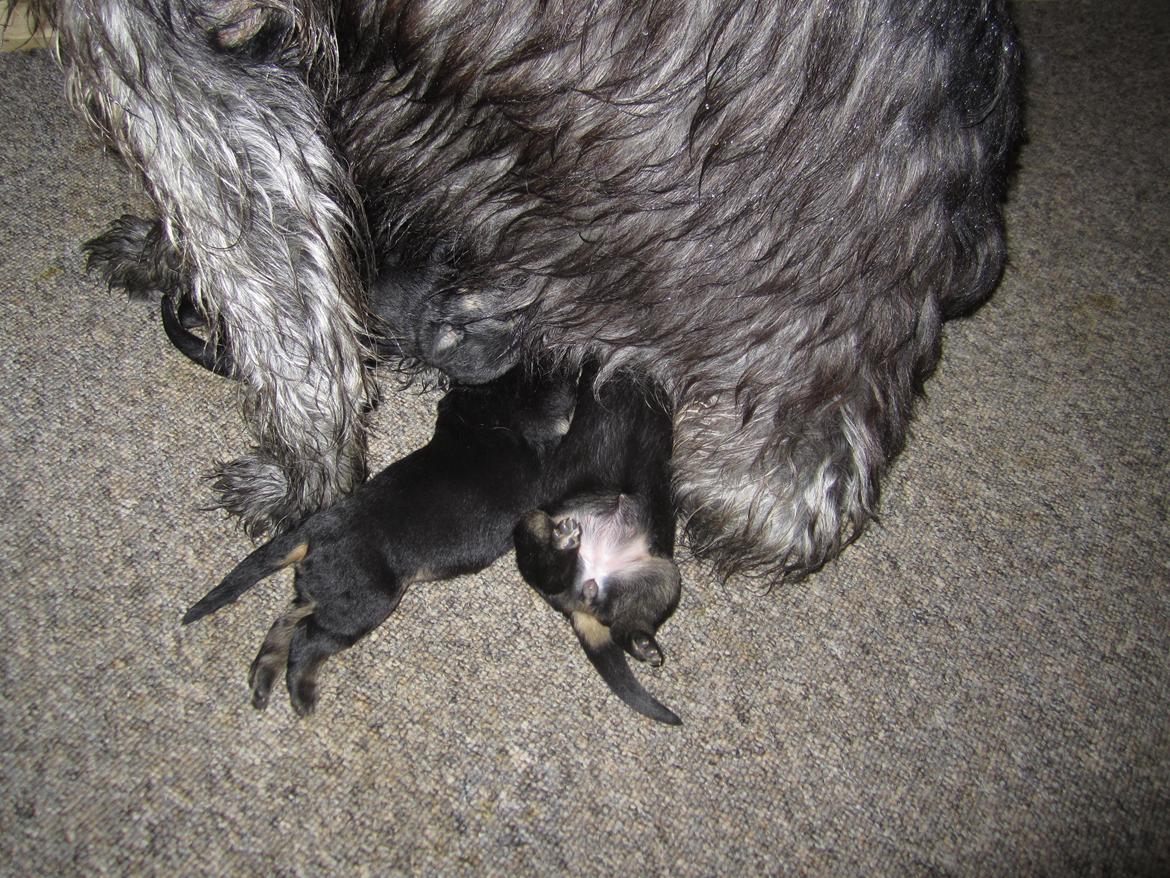 Irsk ulvehund Hera billede 7