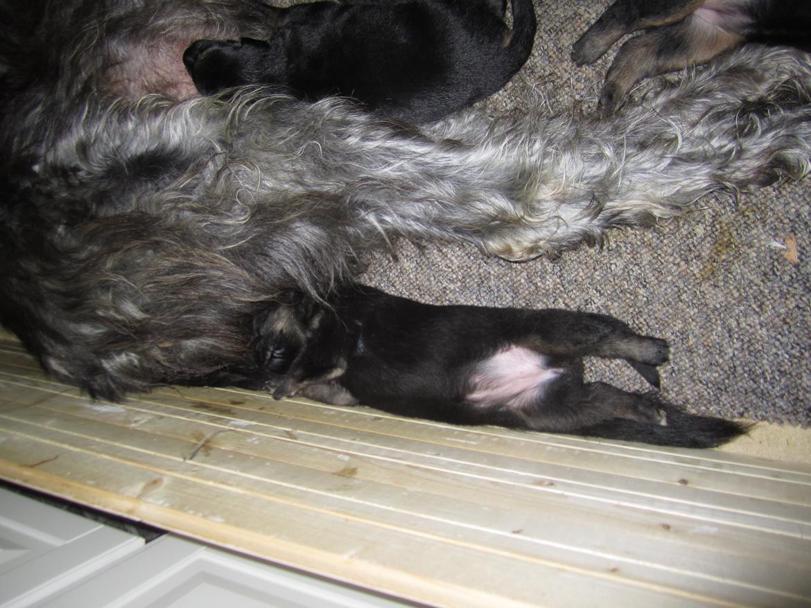 Irsk ulvehund Hera billede 8