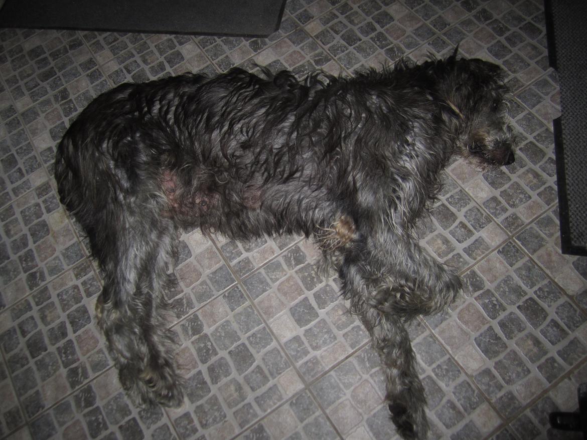 Irsk ulvehund Hera billede 9