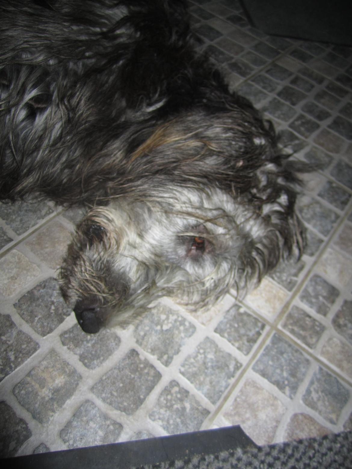 Irsk ulvehund Hera billede 10