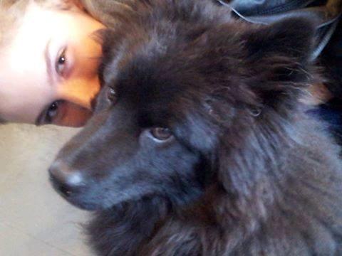 Eurasier Lupo - Hej og velkommen til Lupos profil <3 Håber I vil nyde ham! billede 1