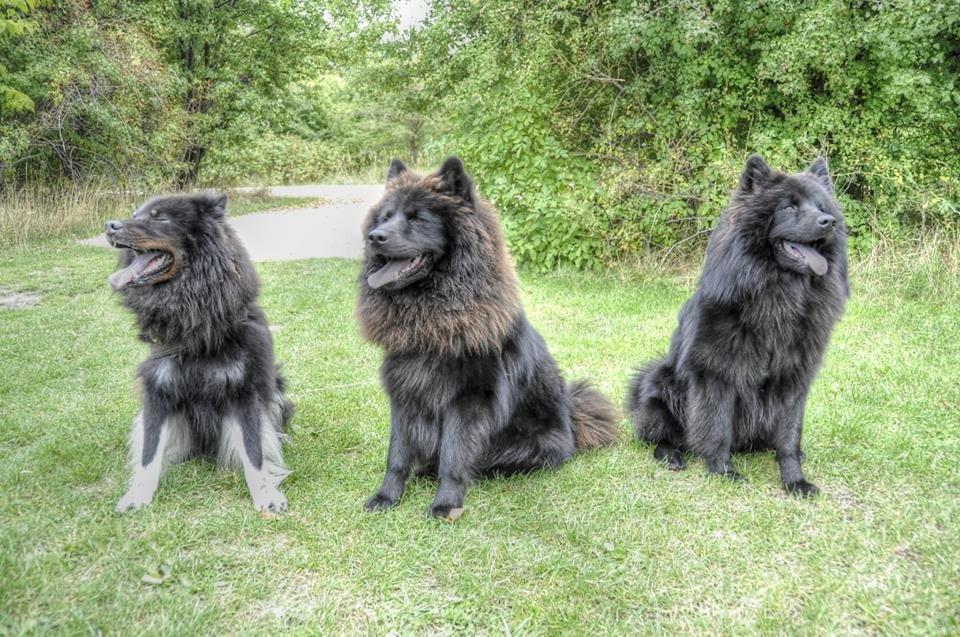 Eurasier Lupo - Lupo sammen med sine bjørnebrødre... <3 billede 2