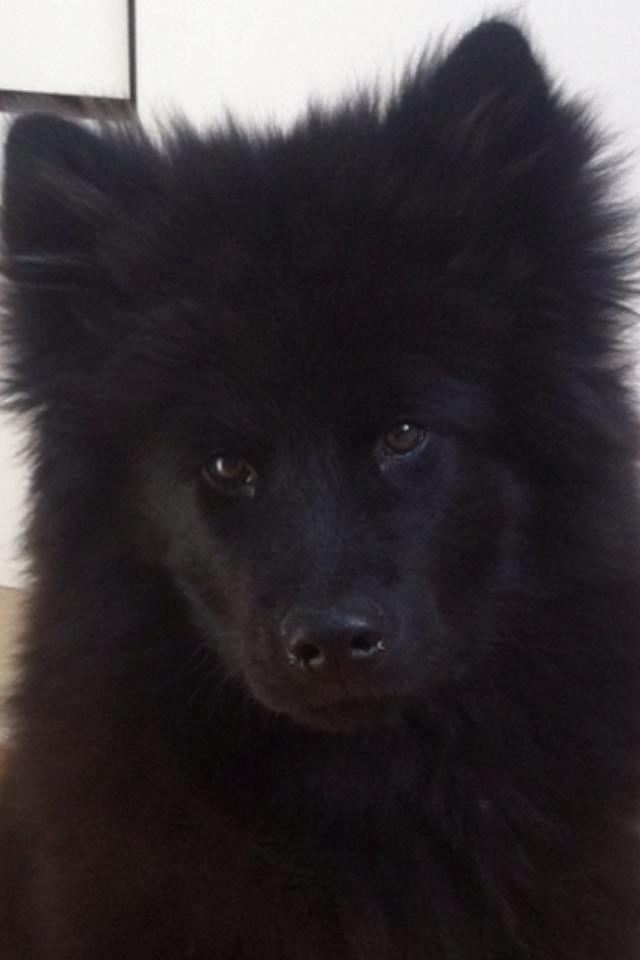 Eurasier Lupo - Lopu som lille :) Tror kun at han er 5 måneder på dette billede.. Cute! <3 billede 3