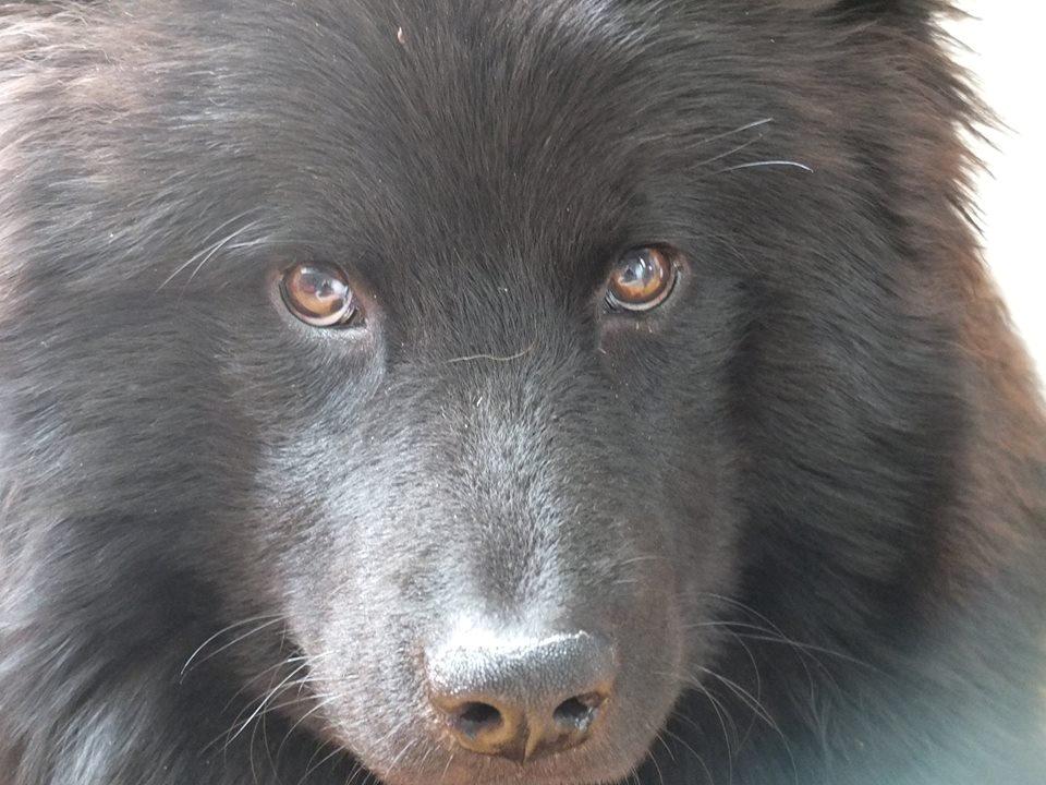 Eurasier Lupo - Bedste nærbillede jeg har af ham. :) billede 4