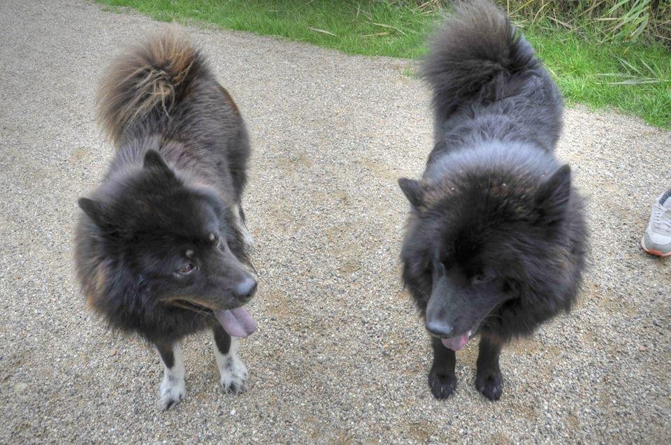 Eurasier Lupo - Lupo og storebror <3 billede 6