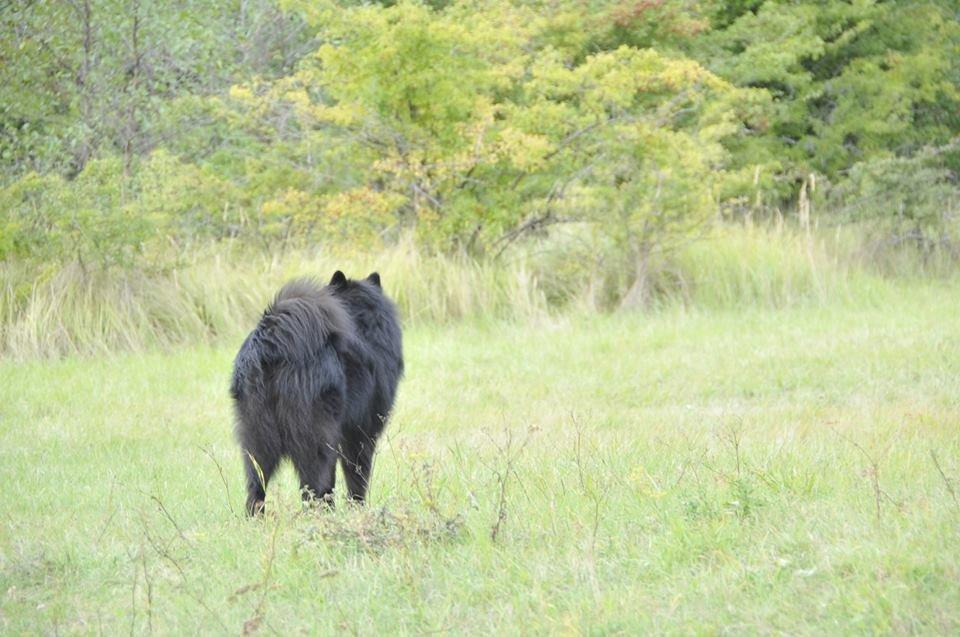 Eurasier Lupo - Lupo på fælleden.. billede 8