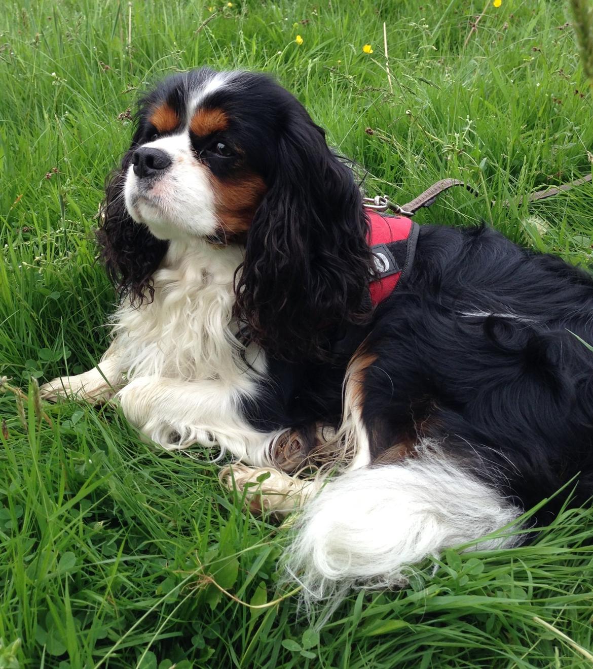 Cavalier king charles spaniel Funkel´s Lord Harley billede 20